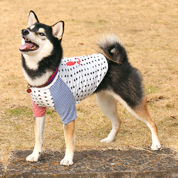 写真はホワイトです